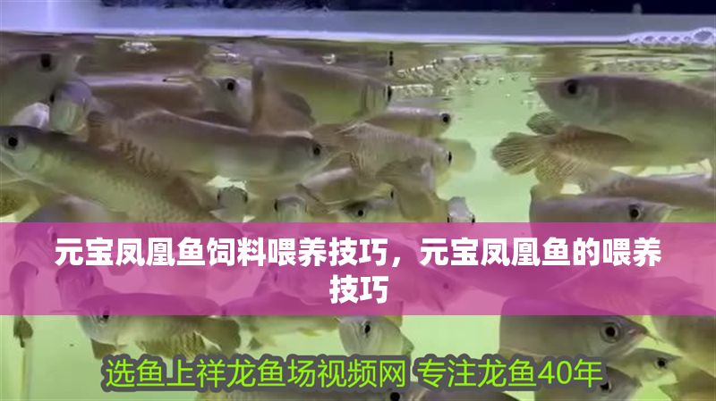 如何管理印尼小紅龍魚水質：印尼小紅龍魚水質管理方法 如何管理印尼小紅龍魚水質：印尼小紅龍魚水質管理方法 紅龍魚百科 第1張
