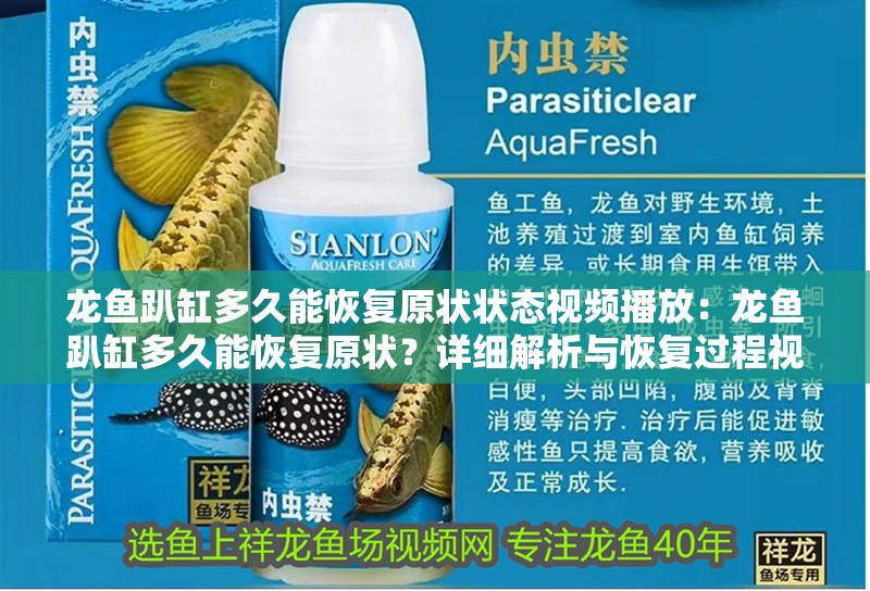 龍魚趴缸多久能恢復原狀狀態視頻播放：龍魚趴缸多久能恢復原狀？詳細解析與恢復過程視頻參考