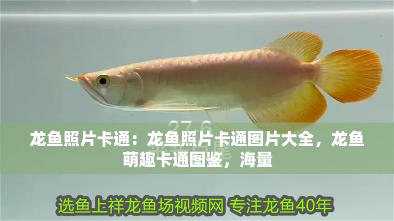 龍魚照片卡通：龍魚照片卡通圖片大全，龍魚萌趣卡通圖鑒，海量