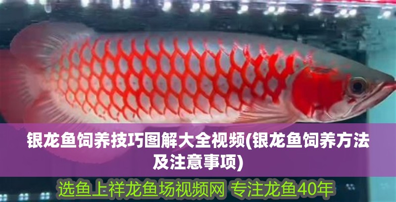 銀龍魚飼養(yǎng)技巧圖解大全視頻(銀龍魚飼養(yǎng)方法及注意事項(xiàng))