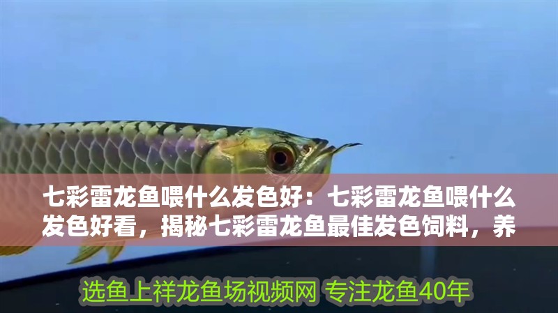 七彩雷龍魚喂什么發(fā)色好：七彩雷龍魚喂什么發(fā)色好看，揭秘七彩雷龍魚最佳發(fā)色飼料，養(yǎng)出炫
