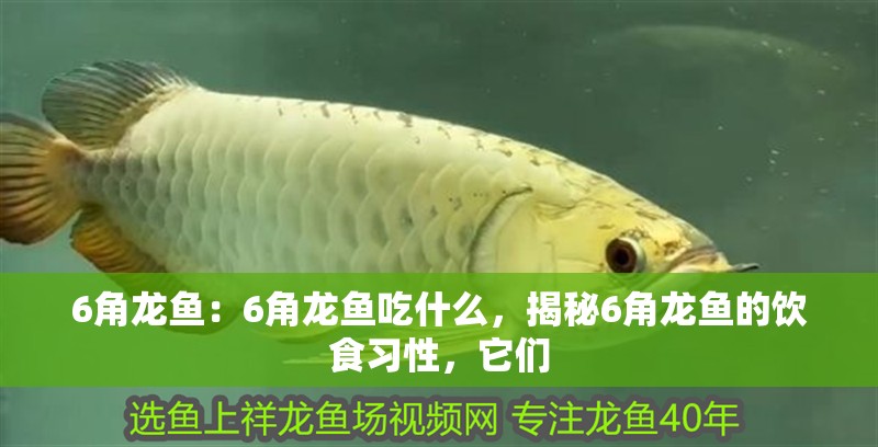 6角龍魚：6角龍魚吃什么，揭秘6角龍魚的飲食習性，它們