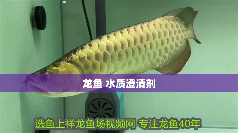 龍魚 水質澄清劑