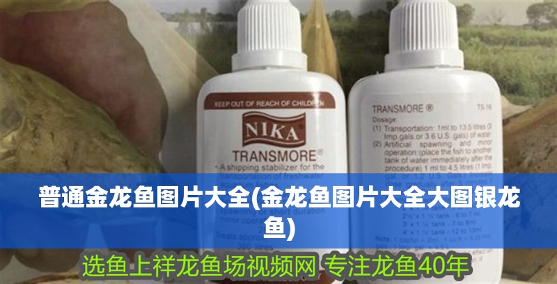 普通金龍魚圖片大全(金龍魚圖片大全大圖銀龍魚)