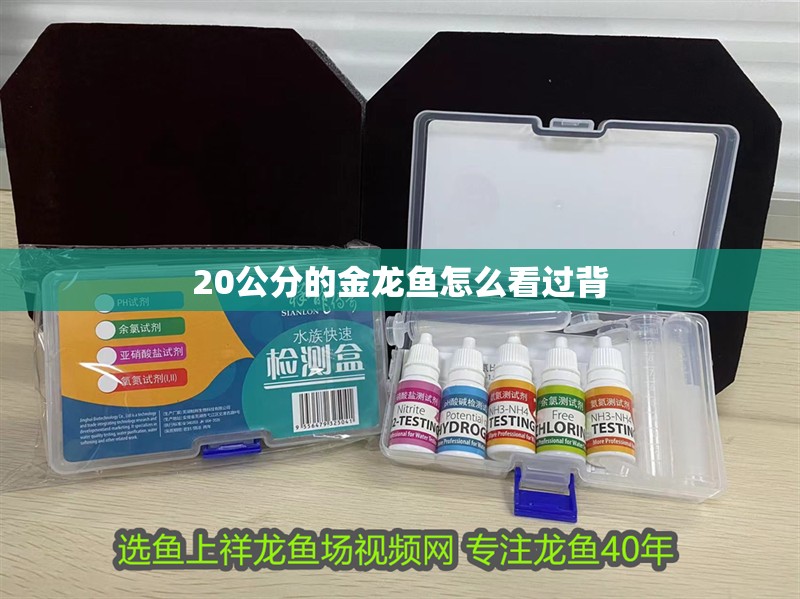 20公分的金龍魚怎么看過背