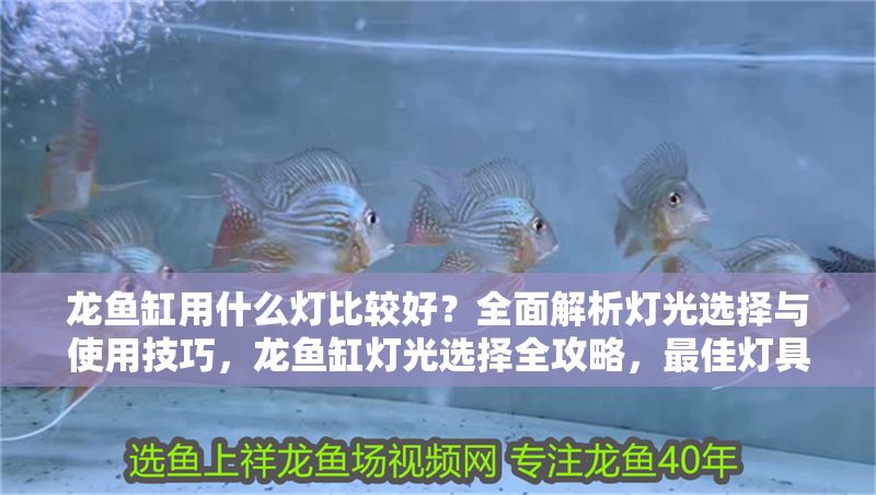 龍魚缸用什么燈比較好?全面解析燈光選擇與使用技巧,龍魚缸燈光選擇全攻略,最佳燈具推薦與使用技巧解析 龍魚常見疾病 第1張 龍魚缸用什么燈比較好?全面解析燈光選擇與使用技巧,龍魚缸燈光選擇全攻略,最佳燈具推薦與使用技巧解析 龍魚缸用什么燈比較好?全面解析燈光選擇與使用技巧,龍魚缸燈光選擇全攻略,最佳燈具推薦與使用技巧解析 龍魚常見疾病 第1張