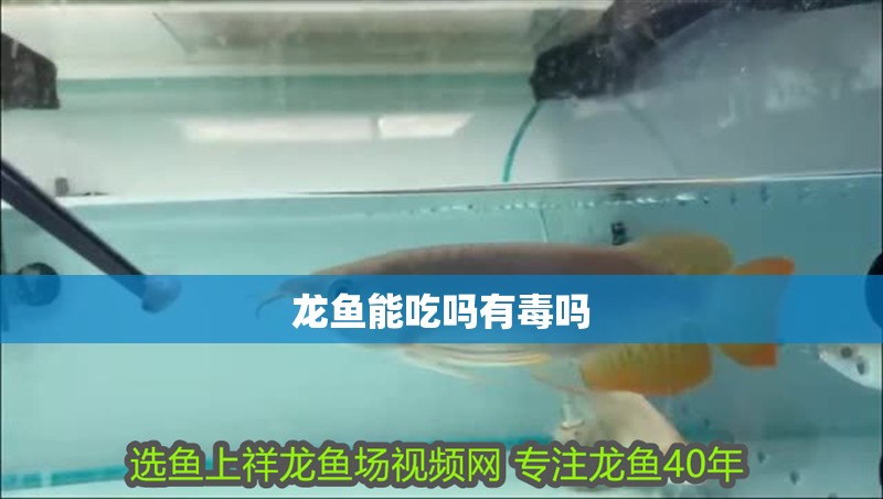 龍魚能吃嗎有毒嗎
