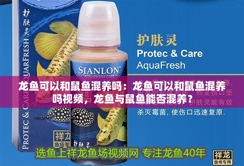 龍魚可以和鼠魚混養(yǎng)嗎：龍魚可以和鼠魚混養(yǎng)嗎視頻，龍魚與鼠魚能否混養(yǎng)？
