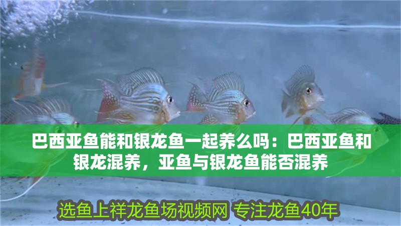 巴西亞魚能和銀龍魚一起養(yǎng)么嗎：巴西亞魚和銀龍混養(yǎng)，亞魚與銀龍魚能否混養(yǎng)