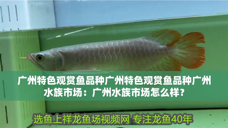 廣州特色觀賞魚品種廣州特色觀賞魚品種廣州水族市場：廣州水族市場怎么樣？