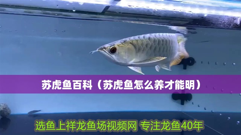 蘇虎魚百科（蘇虎魚怎么養才能明）