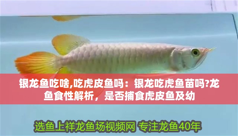 銀龍魚吃啥,吃虎皮魚嗎：銀龍吃虎魚苗嗎?龍魚食性解析，是否捕食虎皮魚及幼