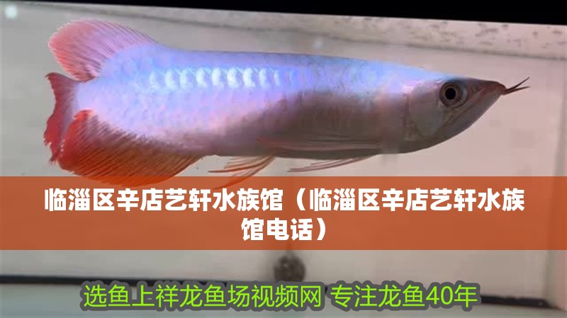 臨淄區(qū)辛店藝軒水族館（臨淄區(qū)辛店藝軒水族館電話）