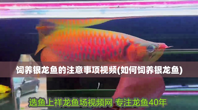 飼養銀龍魚的注意事項視頻(如何飼養銀龍魚)