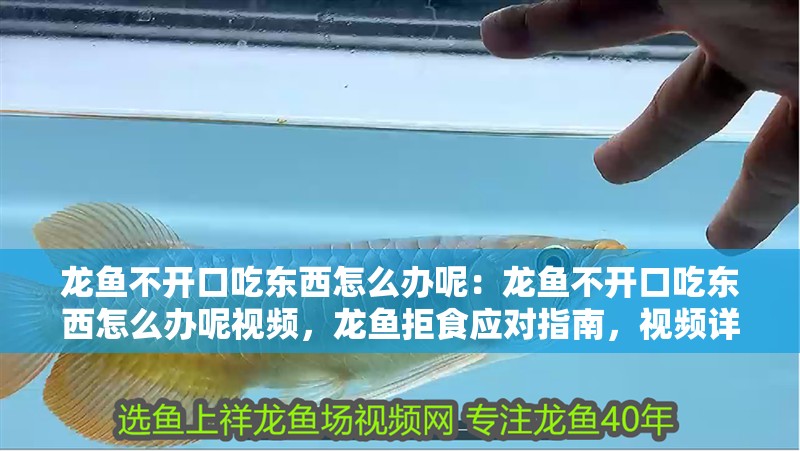 龍魚不開口吃東西怎么辦呢：龍魚不開口吃東西怎么辦呢視頻，龍魚拒食應對指南，視頻詳解