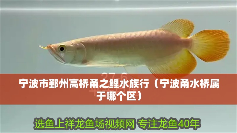 寧波市鄞州高橋甬之鯉水族行（寧波甬水橋屬于哪個區）