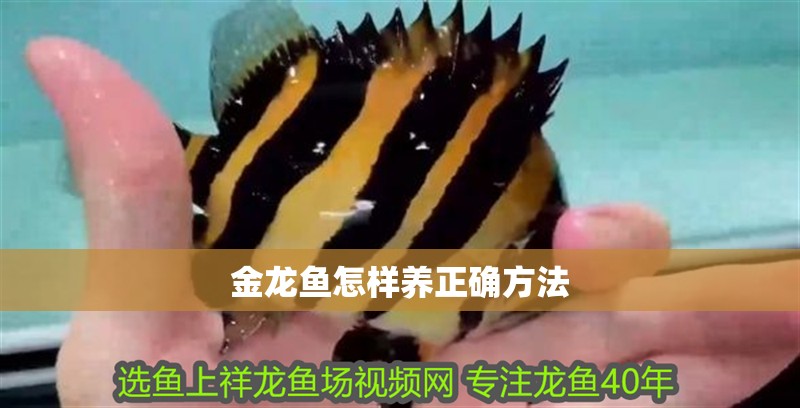 金龍魚怎樣養正確方法