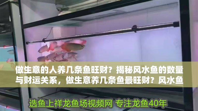 做生意的人養幾條魚旺財？揭秘風水魚的數量與財運關系，做生意養幾條魚最旺財？風水魚數量與財運的奧秘解析