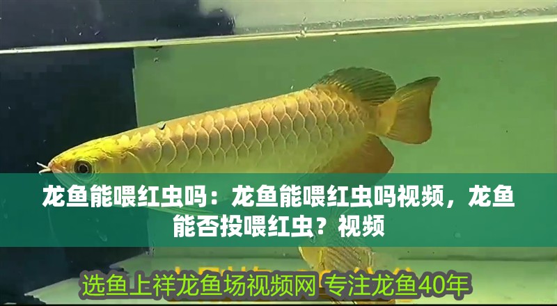 龍魚能喂紅蟲嗎：龍魚能喂紅蟲嗎視頻，龍魚能否投喂紅蟲？視頻