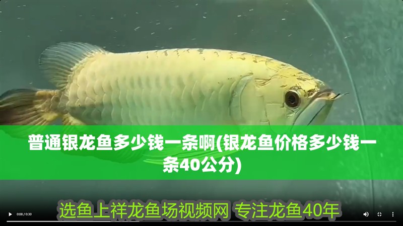 普通銀龍魚多少錢一條啊(銀龍魚價格多少錢一條40公分)