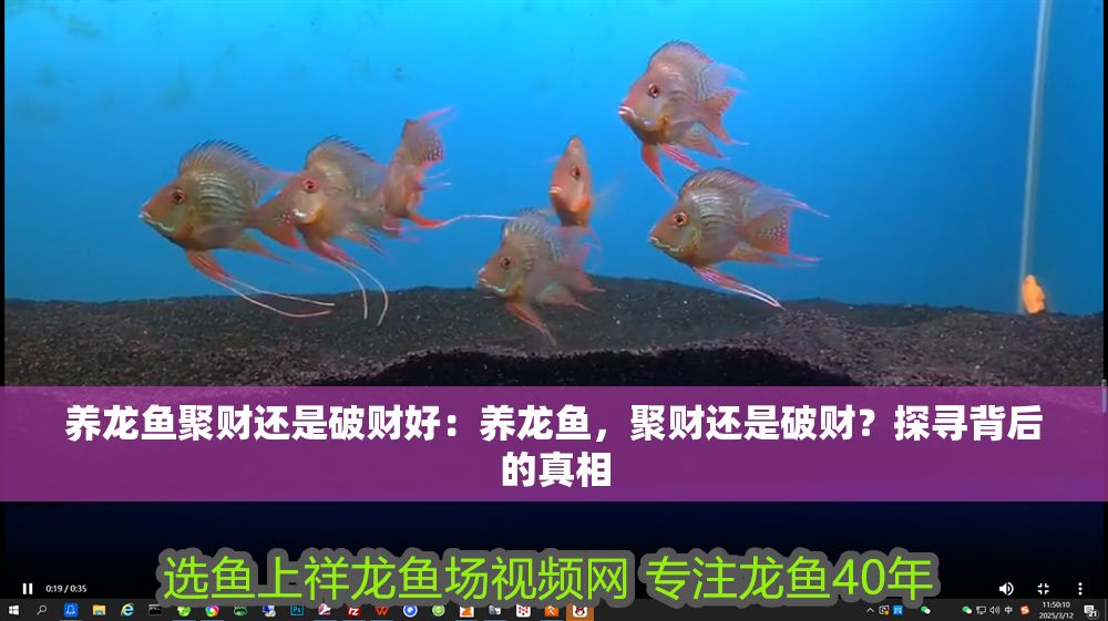 養龍魚聚財還是破財好：養龍魚，聚財還是破財？探尋背后的真相