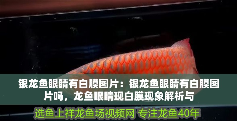 銀龍魚眼睛有白膜圖片：銀龍魚眼睛有白膜圖片嗎，龍魚眼睛現白膜現象解析與