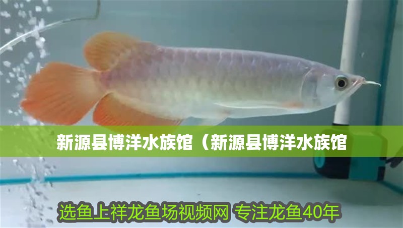 新源縣博洋水族館(新源縣博洋水族館 全國水族館企業名錄 第2張 新源縣博洋水族館(新源縣博洋水族館 新源縣博洋水族館(新源縣博洋水族館 全國水族館企業名錄 第2張