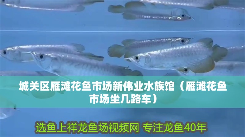 城關(guān)區(qū)雁灘花魚市場(chǎng)新偉業(yè)水族館（雁灘花魚市場(chǎng)坐幾路車）