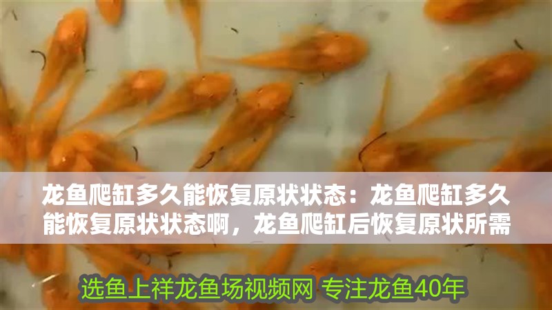 龍魚爬缸多久能恢復原狀狀態：龍魚爬缸多久能恢復原狀狀態啊，龍魚爬缸后恢復原狀所需