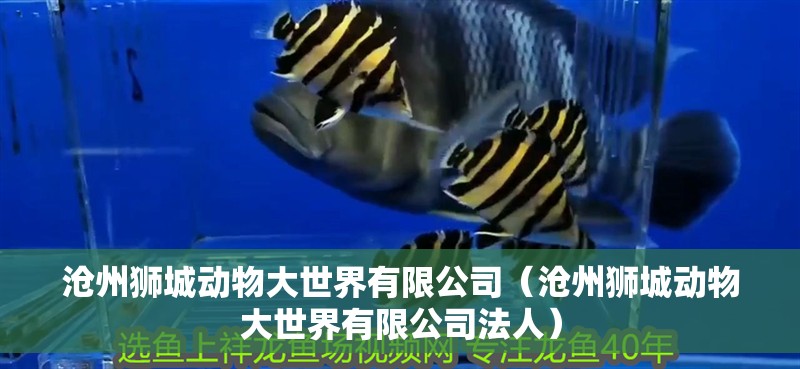 滄州獅城動物大世界有限公司（滄州獅城動物大世界有限公司法人）