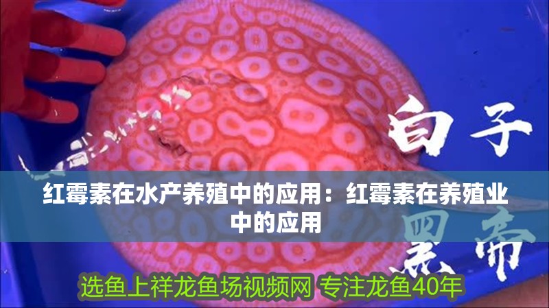 紅霉素在水產養殖中的應用：紅霉素在養殖業中的應用