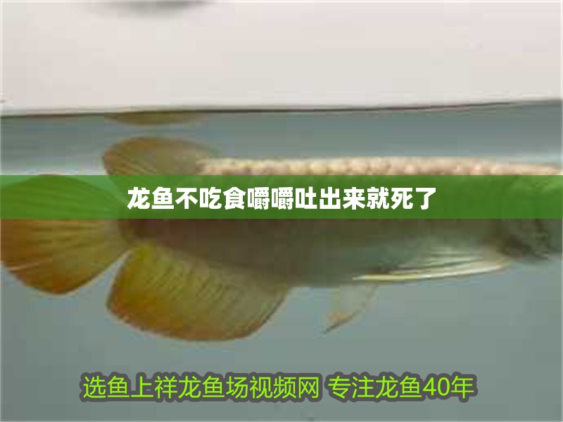 龍魚不吃食嚼嚼吐出來就死了