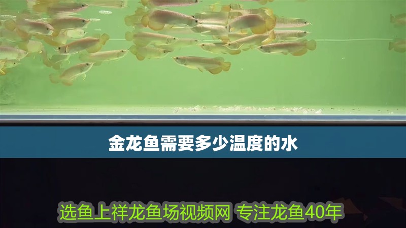 金龍魚需要多少溫度的水 金龍魚需要多少溫度的水 龍魚百科