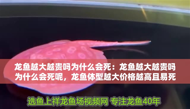 龍魚越大越貴嗎為什么會死：龍魚越大越貴嗎為什么會死呢，龍魚體型越大價格越高且易死亡