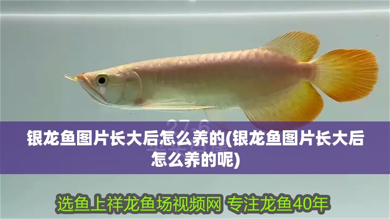 銀龍魚圖片長(zhǎng)大后怎么養(yǎng)的(銀龍魚圖片長(zhǎng)大后怎么養(yǎng)的呢)