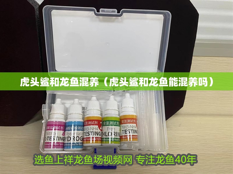 虎頭鯊和龍魚混養(yǎng)（虎頭鯊和龍魚能混養(yǎng)嗎） 虎頭鯊和龍魚混養(yǎng)（虎頭鯊和龍魚能混養(yǎng)嗎） 虎魚百科