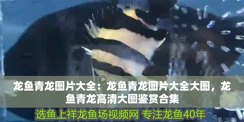 龍魚青龍圖片大全：龍魚青龍圖片大全大圖，龍魚青龍高清大圖鑒賞合集