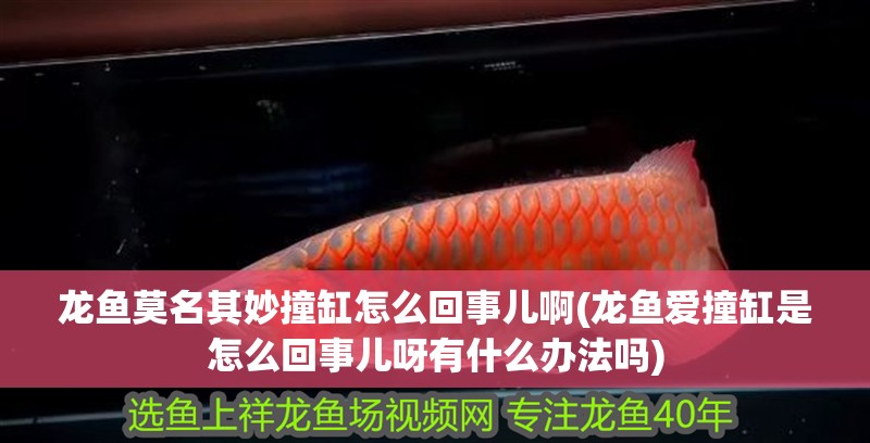 龍魚莫名其妙撞缸怎么回事兒啊(龍魚愛撞缸是怎么回事兒呀有什么辦法嗎)