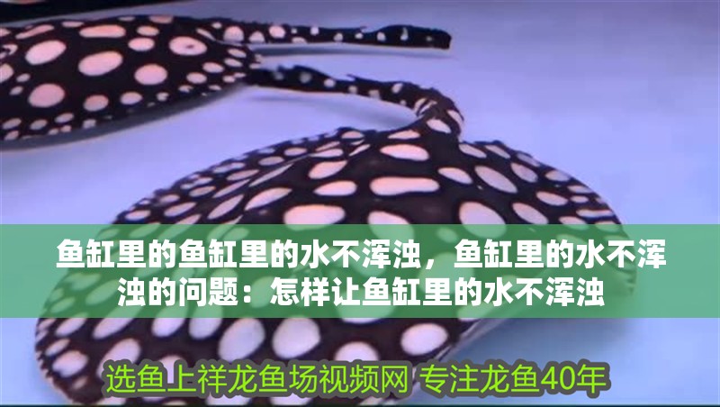 魚缸里的魚缸里的水不渾濁，魚缸里的水不渾濁的問題：怎樣讓魚缸里的水不渾濁