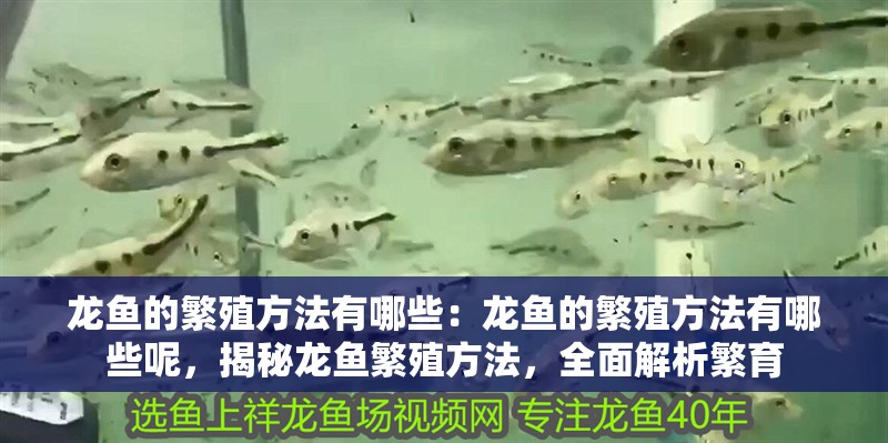 龍魚的繁殖方法有哪些：龍魚的繁殖方法有哪些呢，揭秘龍魚繁殖方法，全面解析繁育