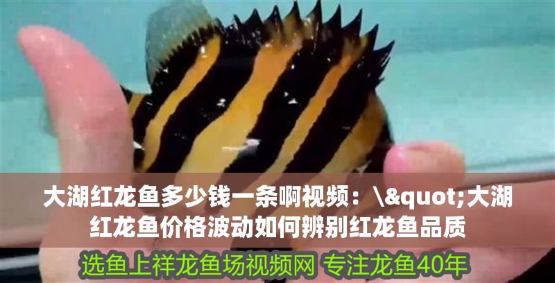 大湖紅龍魚多少錢一條啊視頻：\"大湖紅龍魚價格波動如何辨別紅龍魚品質(zhì)