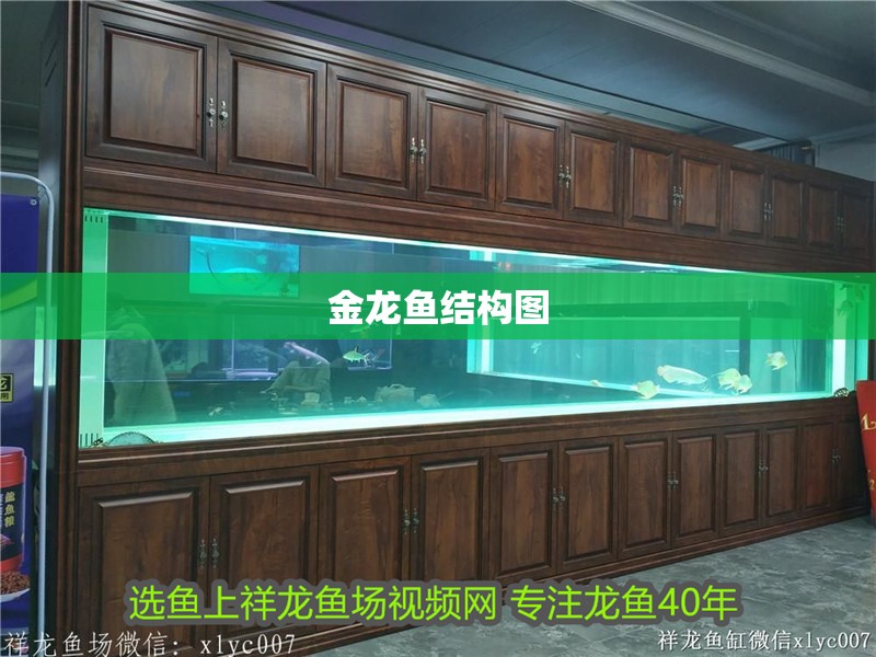 金龍魚結構圖