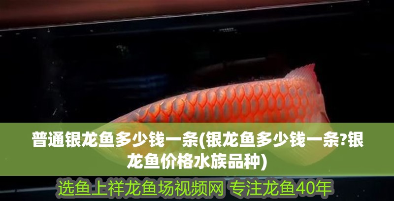 普通銀龍魚多少錢一條(銀龍魚多少錢一條?銀龍魚價格水族品種)