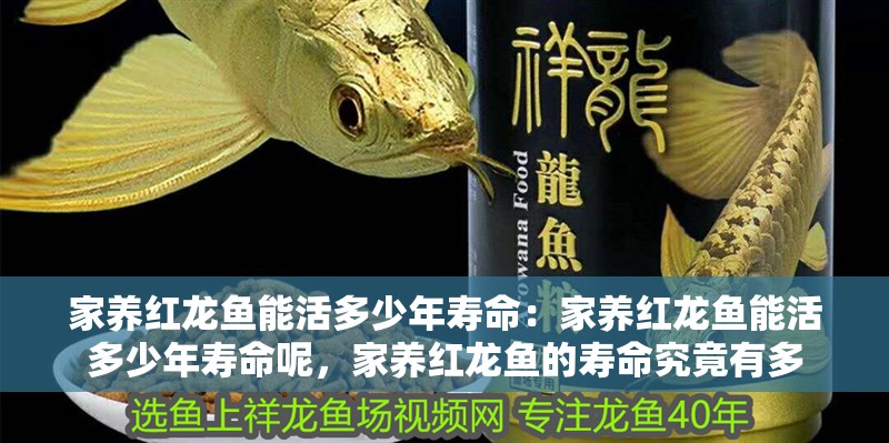 家養(yǎng)紅龍魚能活多少年壽命：家養(yǎng)紅龍魚能活多少年壽命呢，家養(yǎng)紅龍魚的壽命究竟有多