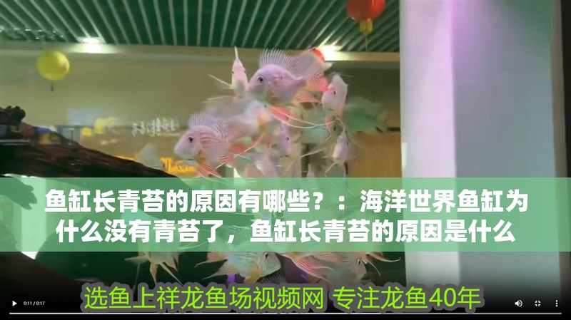 魚缸長青苔的原因有哪些？：海洋世界魚缸為什么沒有青苔了，魚缸長青苔的原因是什么