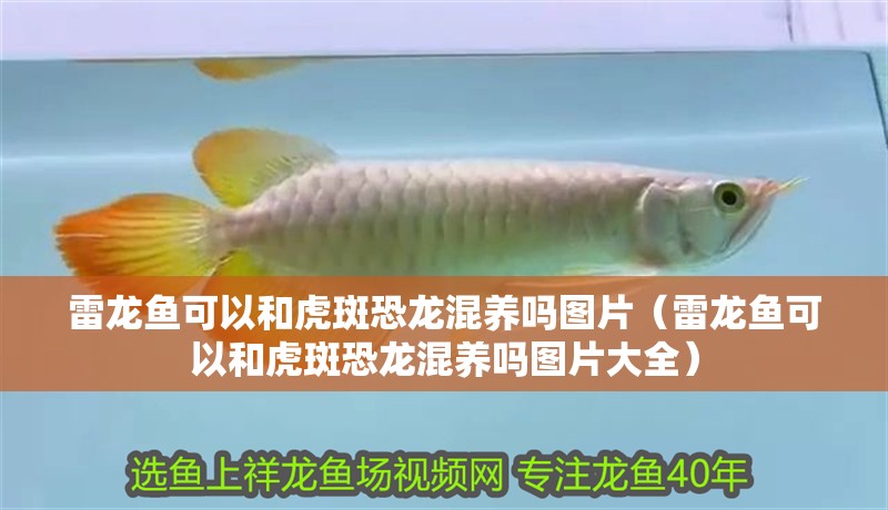 雷龍魚可以和虎斑恐龍混養嗎圖片（雷龍魚可以和虎斑恐龍混養嗎圖片大全）
