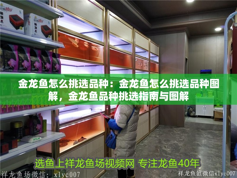 金龍魚怎么挑選品種：金龍魚怎么挑選品種圖解，金龍魚品種挑選指南與圖解