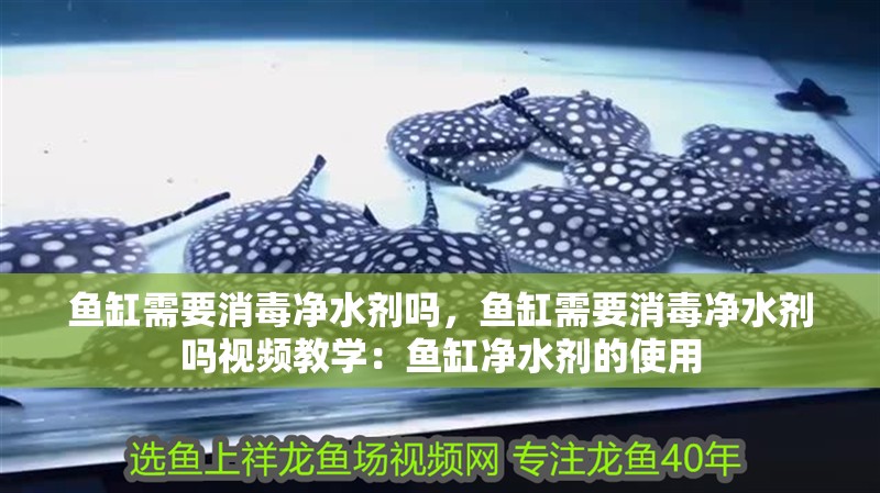 魚缸需要消毒凈水劑嗎，魚缸需要消毒凈水劑嗎視頻教學：魚缸凈水劑的使用