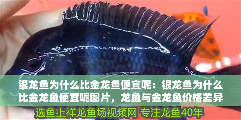 銀龍魚為什么比金龍魚便宜呢：銀龍魚為什么比金龍魚便宜呢圖片，龍魚與金龍魚價格差異探