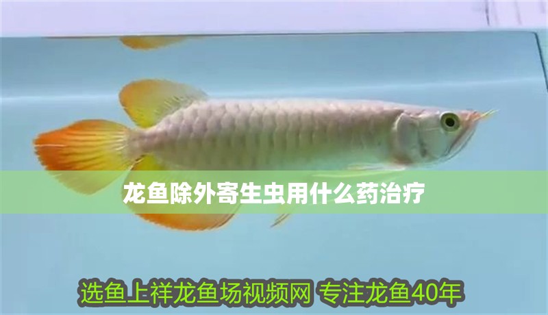 龍魚除外寄生蟲用什么藥治療